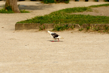 mouette