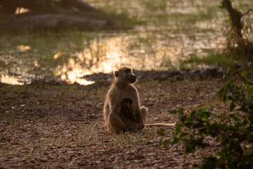 Okavango Delta 