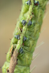 big green caterpillar legs gripping a branch of wood