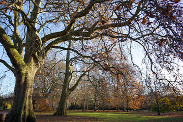 Scene of withered trees on green grass field with leaves fall on ground in morning at park in London with clear blue sky background.