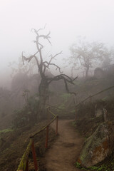 Old trees, big rocks and green plants in foggy day in National Reserve Lomas de Lachay, protected area in Lima Peru.