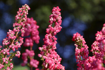 Heather shrub with blooming flowers outdoors, closeup
