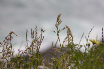 hierba y flores en la colina con vist al mar