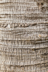 Primer plano de la Textura de la corteza de un árbol, madera fondo de madera natural.