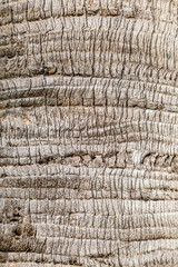 Primer plano de la Textura de la corteza de un árbol, madera fondo de madera natural.