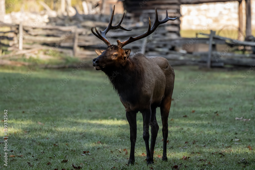 Wall mural Bull Elk Eye LIt By Patch of Sunlight