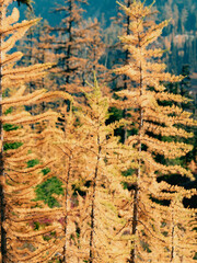 Autumn Trees in the mountains