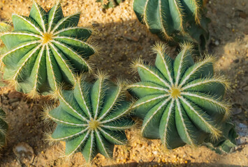Natural background cactus close up