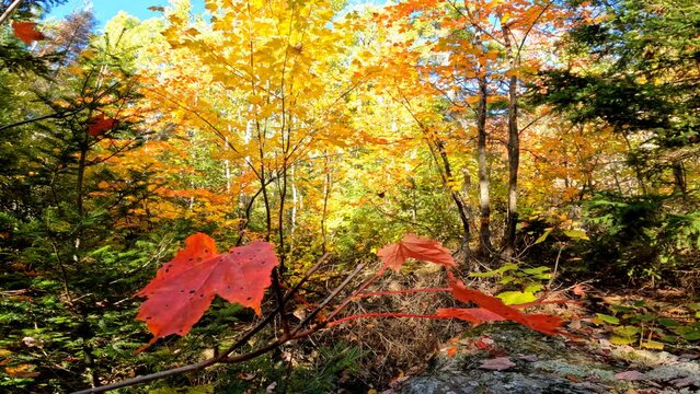 Red maple seedling in autumn forest with yellow orange and green forest in background