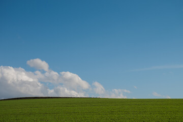 秋の緑の麦畑と青空
