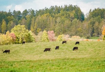 autumn ranch scenery