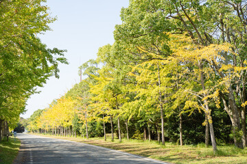 秋　紅葉前の並木道の風景