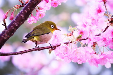 美しい桜と可愛いメジロ
