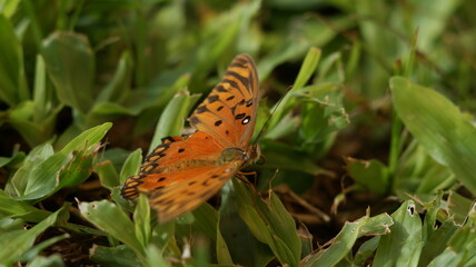 Mariposa Naranja