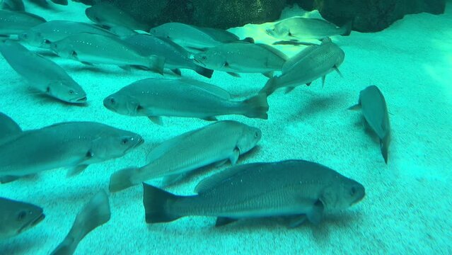 Dusky kob fish swimming in a circle at the bottom of  the deep aquarium tank