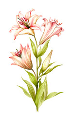 The image of a lilies. Hand draw watercolor illustration - 539336107