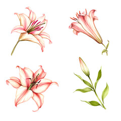 Set of buds and flowers of lilies. Hand draw watercolor illustration.
