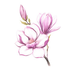 Fototapeta na wymiar Image of blooming magnolia branch. Watercolor illustration.