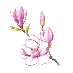 Image of blooming magnolia branch. Watercolor illustration. - 539336142