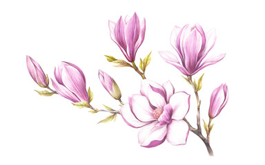 Image of blooming magnolia branch. Watercolor illustration. - 539336155