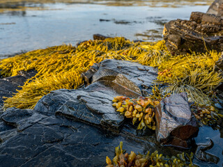 Seaweed at low tide in Bar Harbor, Maine.