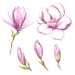 Set of buds and flowers of magnolia. Hand draw watercolor illustration.