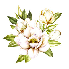 Image of blooming magnolia branch. Watercolor illustration. - 539336199