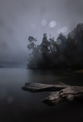 misty morning in the forest