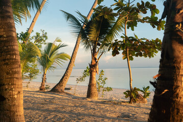 native palm trees litter the sand coastal shore of a coral atoll island archipelago in the south...