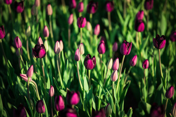 blossom tulips
