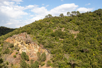 Pine forest during a sunny day