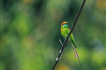The Blue-tailed Bee-eater in nature