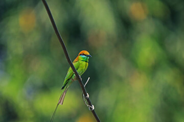The Blue-tailed Bee-eater in nature