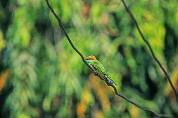The Blue-tailed Bee-eater in nature