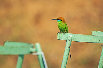 The Blue-tailed Bee-eater in nature