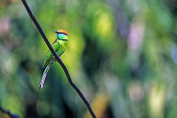 The Blue-tailed Bee-eater in nature