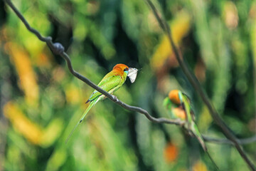 The Blue-tailed Bee-eater in nature