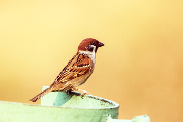 sparrow on a fence