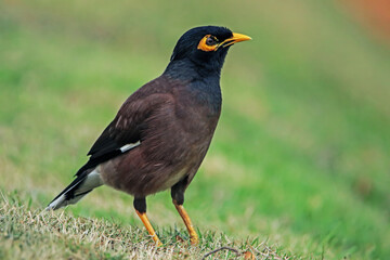 The Common Myna on a field