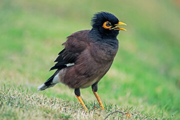 The Common Myna on a field