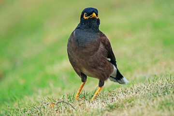 The Common Myna on a field