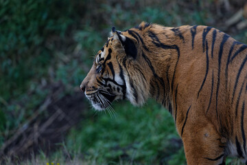 Side profile of an orange Sumatran Tiger with black stripes and white highlights.