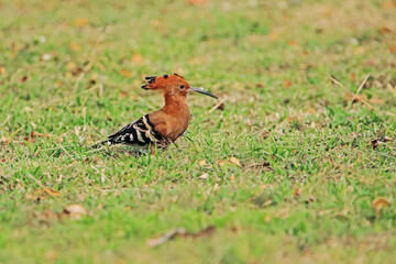 The Common Hoopoe on field in the park