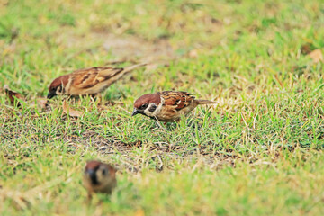 A sparrow on field