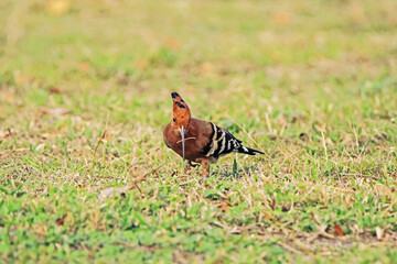 The Common Hoopoe on field in the park