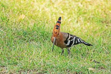Fototapeta premium The Common Hoopoe on field in the park