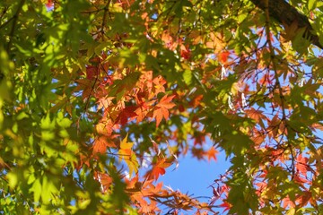 青空バックに見上げるカラフルなモミジの紅葉＠大阪