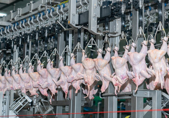 The chicken on the conveyor chain after remove feather.