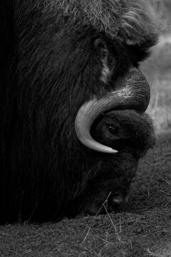 Black and white, portrait oriented image of a musk ox grazing on a field of grass in Tacoma, Washington.