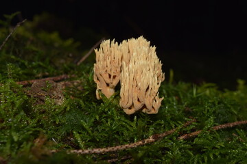 Coral mushroom in the forest